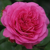 Роза флорибунда 'Baronesse'