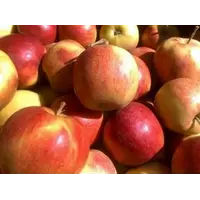 Яблука Лігол на експорт